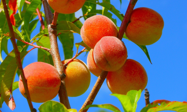 Agriculture and Peach Production_ A Fruitful Relationship