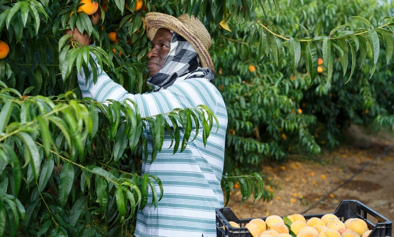 Farming and Production Jobs_ From Orchard to Freezer