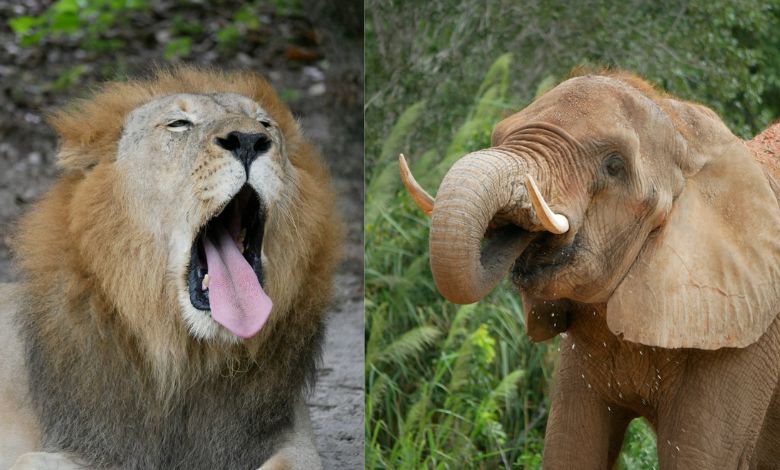 What Macromolecules Provide Energy for Lions and Elephants