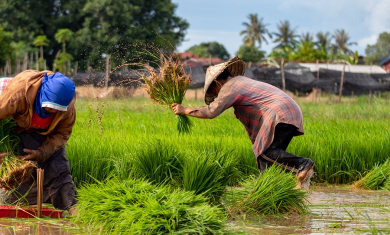 The Growing Crisis_ Why Farmer Bankruptcies Increased