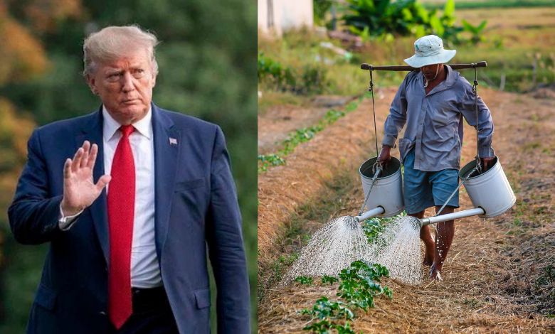 Why did farmer bankruptcies soar during Trump's presidency