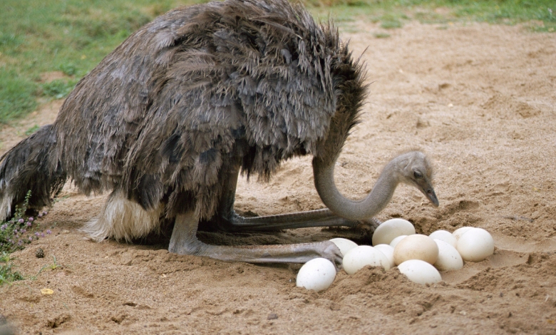 How Much Protein Is In An Ostrich Egg