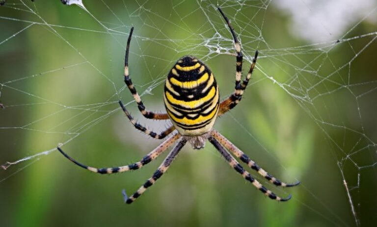 What Scent Do Spiders Hate? Top Repellents Revealed!