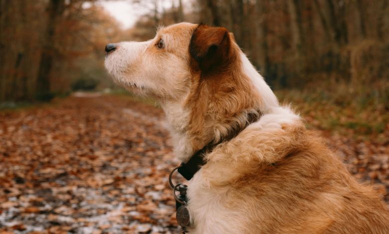 worthy dog collars