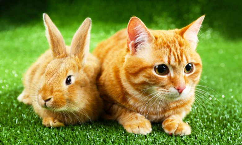 do cats and bunnies get along