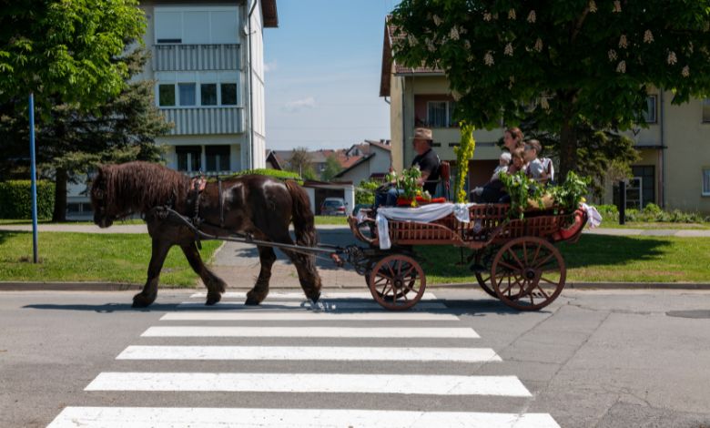 funeral horse-drawn hearse carriage rental services albany ny